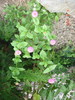 DSC08990