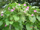 DSC08994