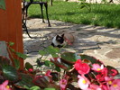flori - aug (15)