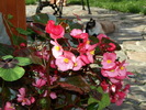 flori - aug (16)