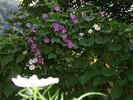 flori - aug (26)