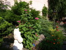 flori - aug (28)
