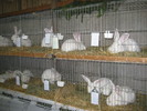 Michelsneukirchen 058