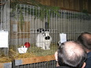 Michelsneukirchen 059
