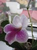 Streptocarpus Branwen