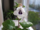 chirita tamiana