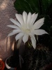 floare de echinopsis