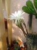 floare de echinopsis (1)