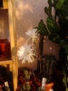 floare de echinopsis (2)