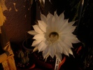 floare de echinopsis (3)