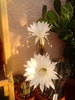 floare de echinopsis (4)