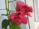hibiscus rosu(trandafir japonez)