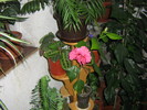 flori in balconul de la bloc
