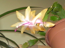 Schlumbergera galbena cu roz