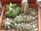 ASTROPHYTUM HYBRID