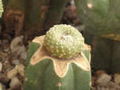 Blossfeldia  liliputana