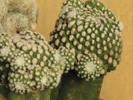 Mammillaria rodantha f. monstrosa