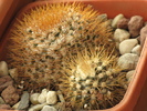 Mammillaria nivosa