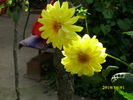 DSCI0241