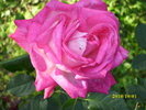 DSCI0245