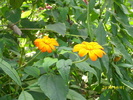 DSCI0257