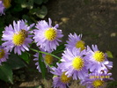 DSCI0349