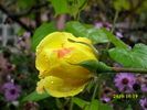 DSCI0908
