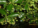 DSCI0995