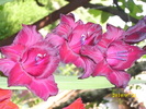 DSCI0633