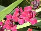 DSCI0634