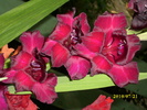 DSCI0636