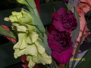 DSCI0642