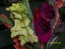 DSCI0643