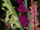 DSCI0644