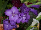 DSCI0645