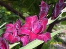 DSCI0646