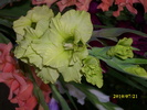 DSCI0649