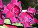 DSCI0650