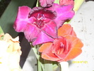 DSCI0651