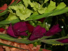 DSCI0653