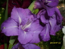 DSCI0654