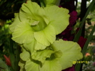 DSCI0655