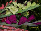 DSCI0656