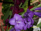 DSCI0657