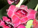DSCI0658