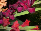 DSCI0661