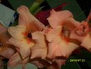 DSCI0662
