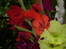 DSCI0682