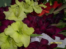 DSCI0683
