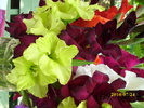 DSCI0684